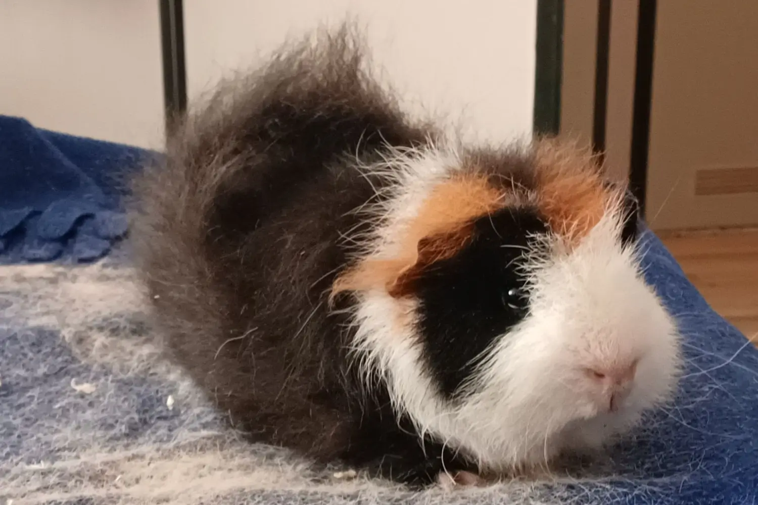 Trimbeurt Voor Cavia's • Cin's Trimsalon • Bleiswijk